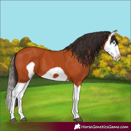 Horse Color:Bay Splash Frame 