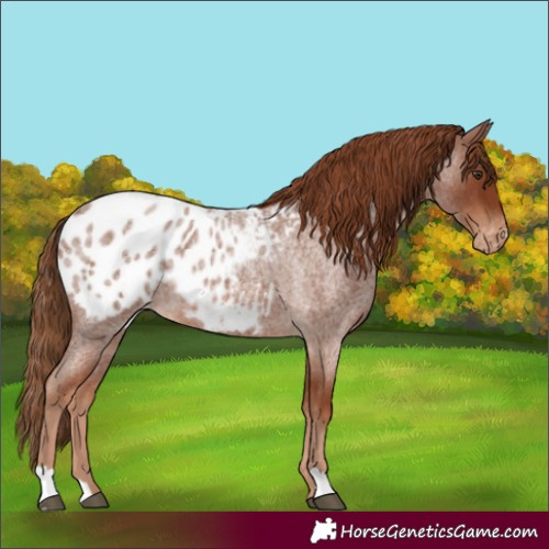 Horse Color:Red Roan Blanket 