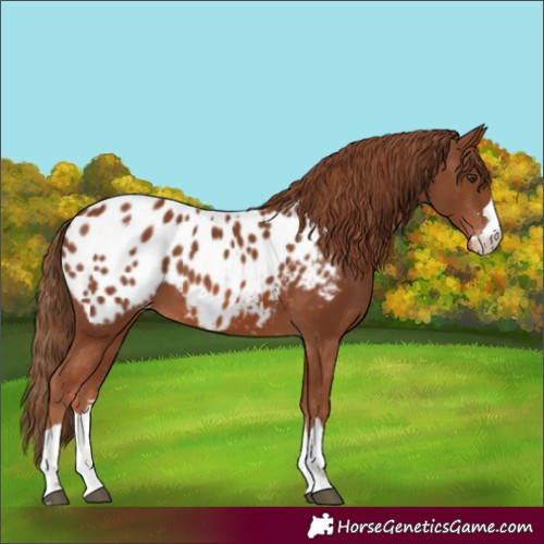 Horse Color:Chestnut Appaloosa