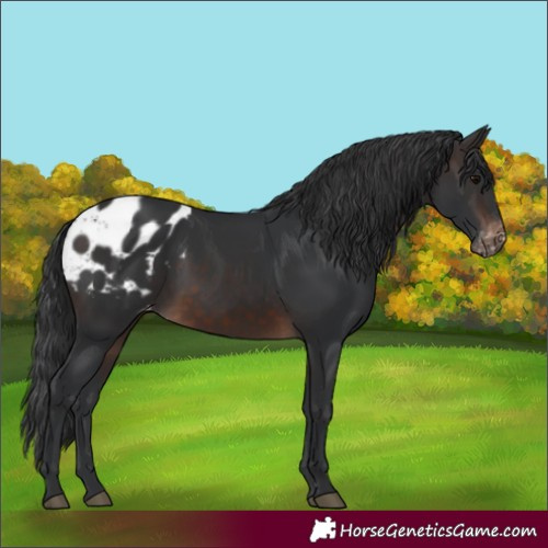 Horse Color:Brown Blanket 