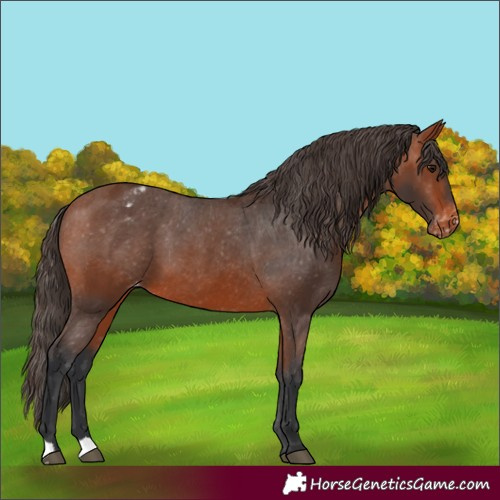 Horse Color:Bay Appaloosa