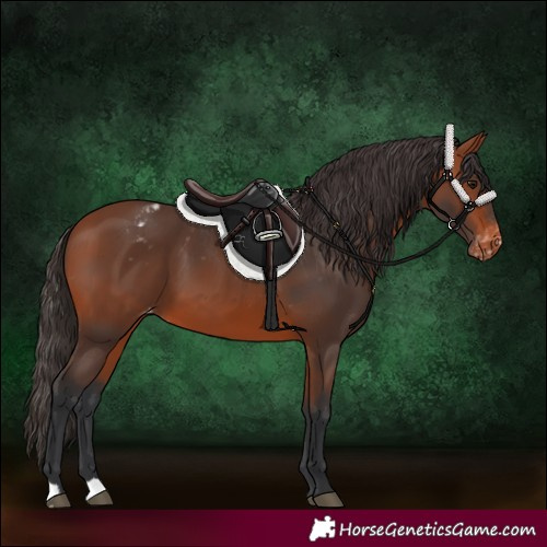Horse Color:Bay Varnish