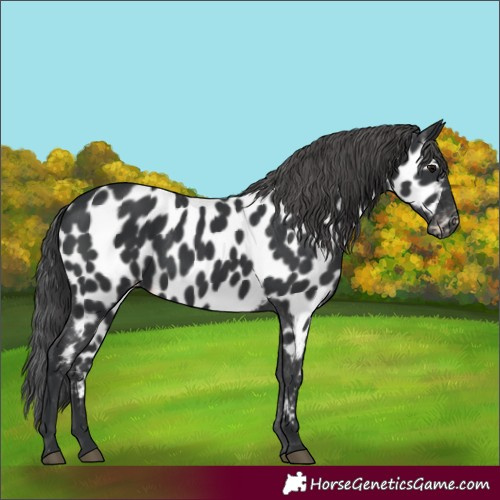 Horse Color:Black Near Leopard 