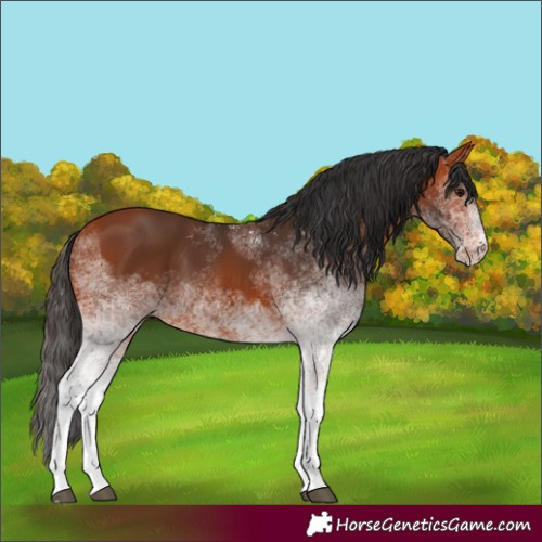 Horse Color:White Spotted Bay 