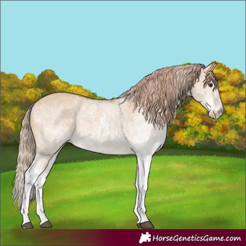Horse Color:White Spotted Red Dun