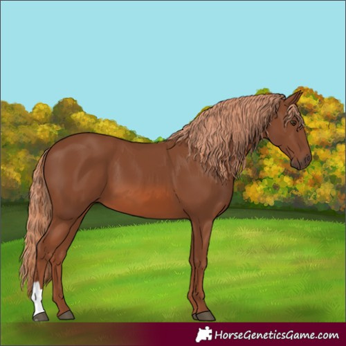 Horse Color:Chestnut 