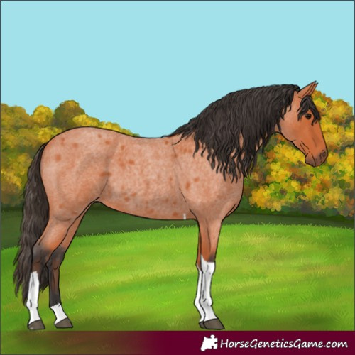 Horse Color:Bay Roan Tobiano