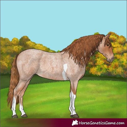 Horse Color:Red Roan Tobiano