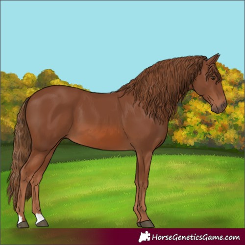 Horse Color:Chestnut 