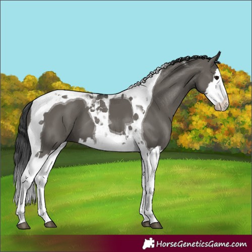 Horse Color:Grullo Splash Tobiano