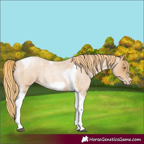 Horse Color:Red Roan Pearl Tobiano Frame 