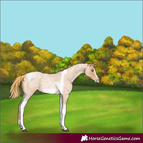 Horse Color:Red Roan Pearl Tobiano Frame 