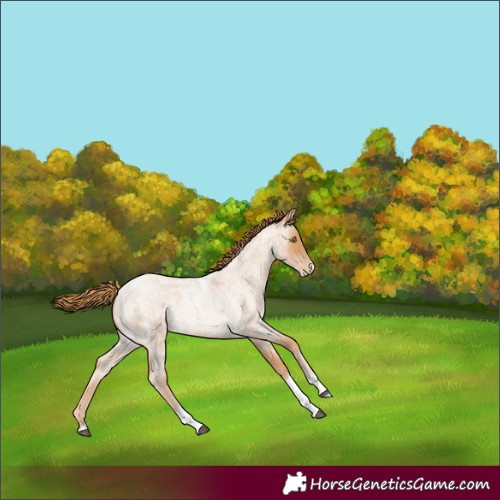 Horse Color:Red Roan Pearl Tobiano Frame