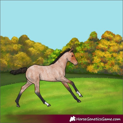 Horse Color:Unknown 