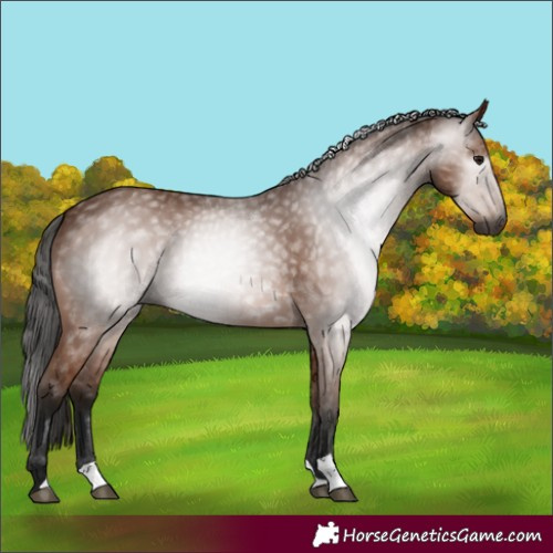 Horse Color:Gray Bay 