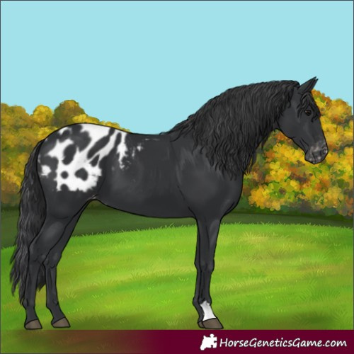 Horse Color:Black Blanket