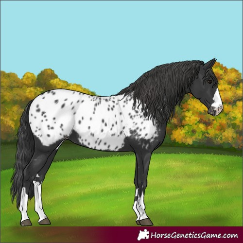 Horse Color:Black Appaloosa
