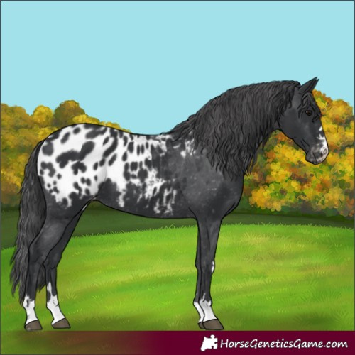 Horse Color:Black Blanket 
