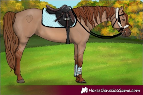 Horse Color:Red Dun 
