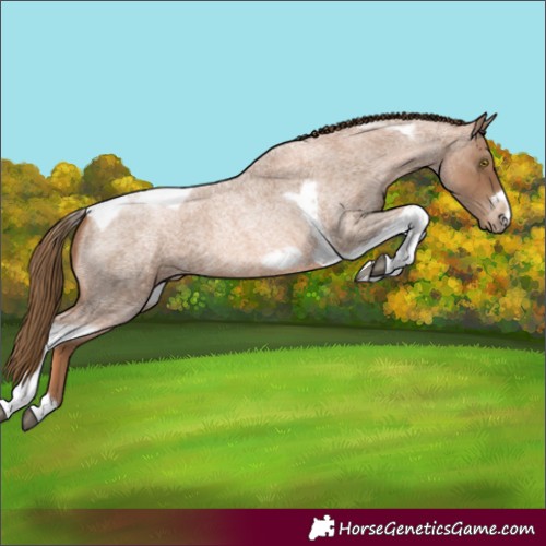Horse Color:Liver Red Roan Pearl Tobiano Frame