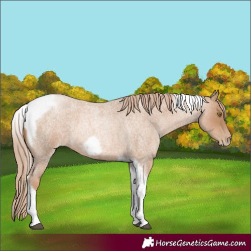 Horse Color:Red Roan Pearl Tobiano Frame
