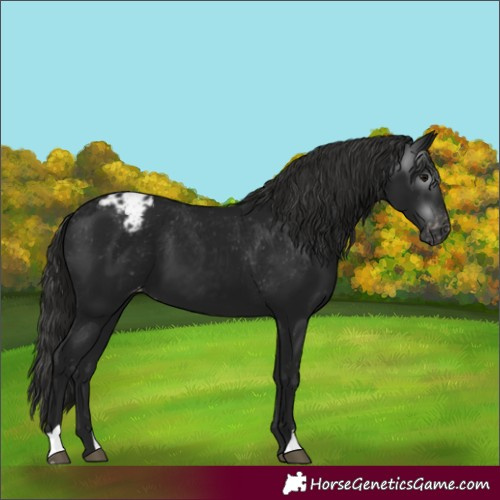 Horse Color:Gray Black Varnish 