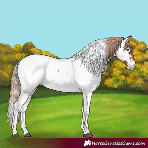 Horse Color:Chestnut Tobiano Near Fewspot 