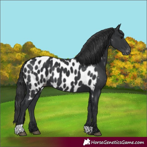 Horse Color:Black Near Leopard