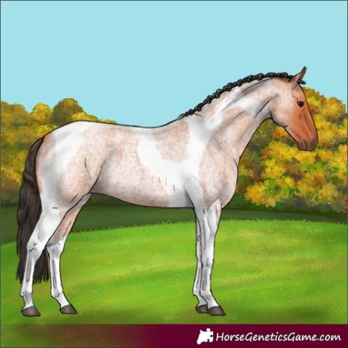 Horse Color:Bay Roan Tobiano 