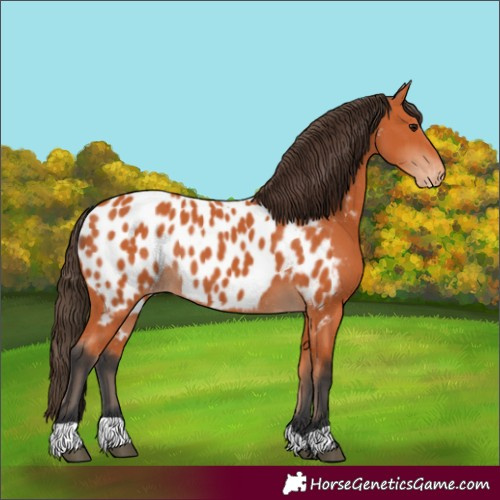 Horse Color:Bay Appaloosa 