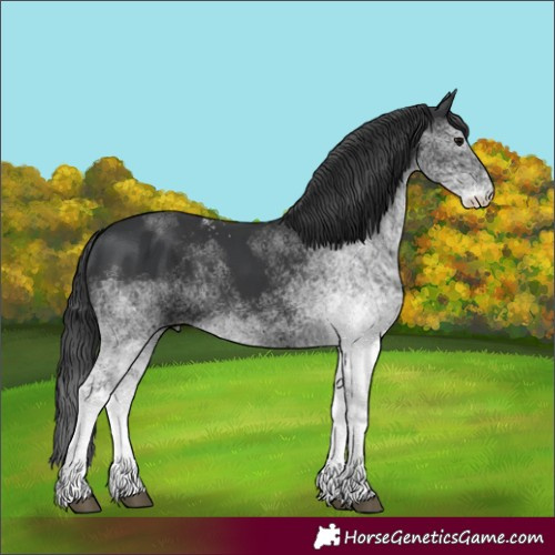 Horse Color:White Spotted Black