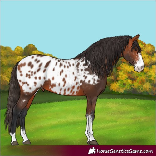 Horse Color:Bay Sabino Near Leopard 