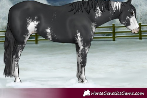 Horse Color:Black Sabino