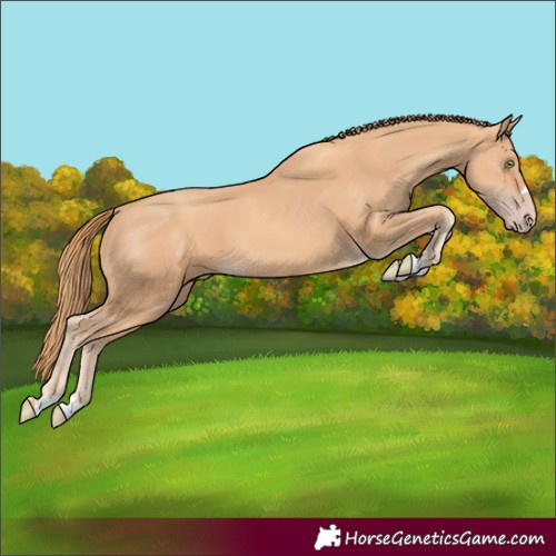 Horse Color:Gold Champagne 