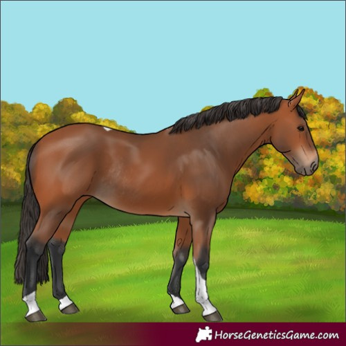 Horse Color:Bay Tobiano Rabicano