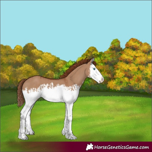 Horse Color:Red Dun Splash and Red Dun Splash