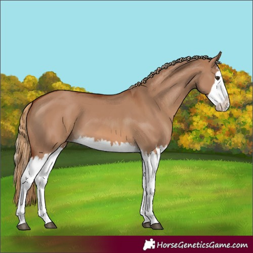 Horse Color:Red Dun Splash and Red Dun Splash