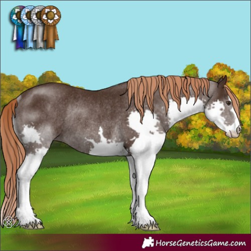 Horse Color:Liver Chestnut Splash Rabicano