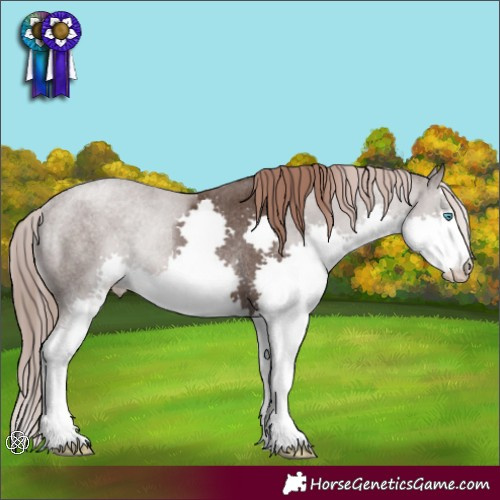 Horse Color:Liver Chestnut Splash Rabicano