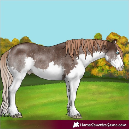 Horse Color:Liver Chestnut Splash Rabicano