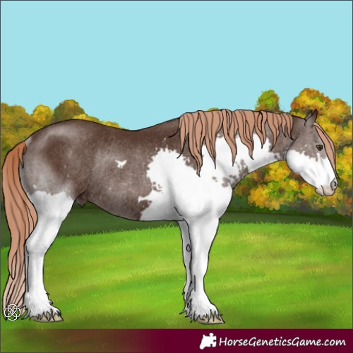 Horse Color:Liver Chestnut Splash Rabicano 