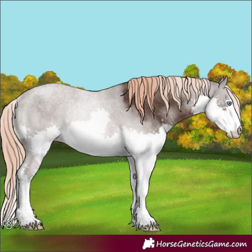 Horse Color:Liver Chestnut Splash Rabicano 