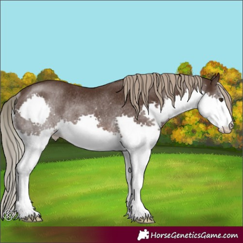 Horse Color:Liver Chestnut Splash Rabicano