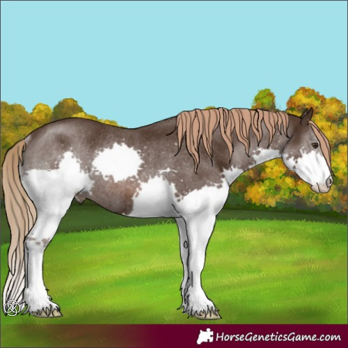 Horse Color:Liver Chestnut Splash Rabicano 