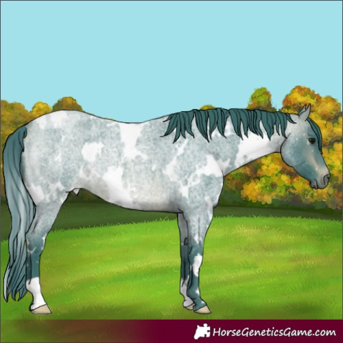 Horse Color:Watercolor White Spotted Bay Roan Rabicano