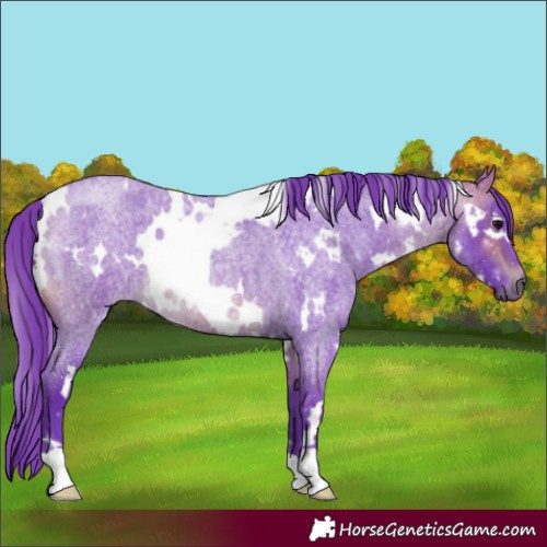 Horse Color:Watercolor White Spotted Brown Roan Rabicano 