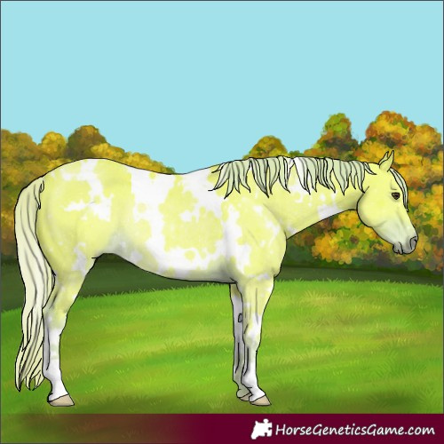 Horse Color:Watercolor White Spotted Liver Chestnut Rabicano 