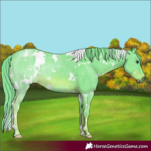 Horse Color:Watercolor White Spotted Chestnut Rabicano