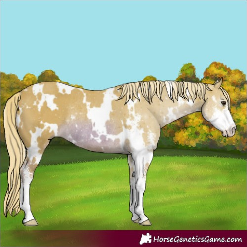 Horse Color:Watercolor White Spotted Chestnut Mushroom Sabino Rabicano