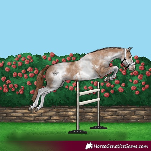 Horse Color:White Spotted Red Dun Rabicano and White Spotted Red Dun Frame Rabicano